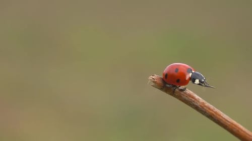 Ladybug Crawling on Small Twig in Nature