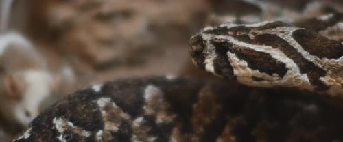 Close-Up of Brown and White Patterned Snake