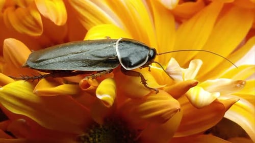 Foto cerrada de uma barata da caverna de Simandoa em uma flor amarela.