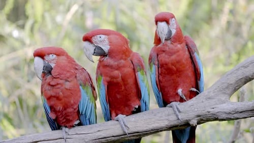 Gros plan statique de trois aras rouges et verts, Ara chloropterus. Les perroquets colorés perchés