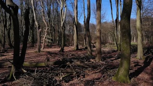 Silhouette Of Bare Trees Under The Blue Sky. close up