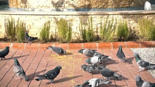 Animal Bird Pigeons