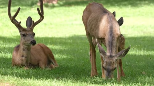 Deer Family Grazing on Green Grassy Lawn
