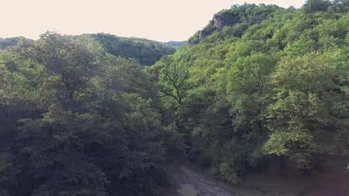 Vuela sobre el bosque