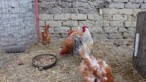 Chickens Feeding Inside The Pen During Daytime. Close Up