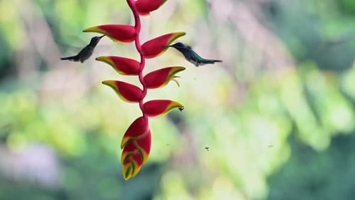 Hummingbirds Feed on Heliconia Flower in Tropical Setting