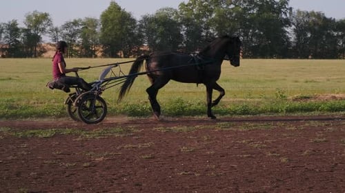Woman Training Horse in Cart on Rural Track