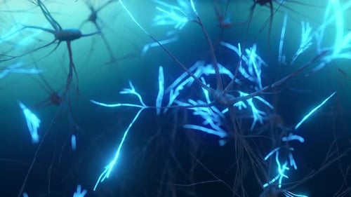 Animation of the Activity of Neurons and Synapses