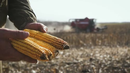Farmer Holding Corn Cobs During Harvest