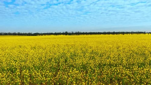Aerial Drone Footage of Field of Yellow Rape Against the Blue Sky