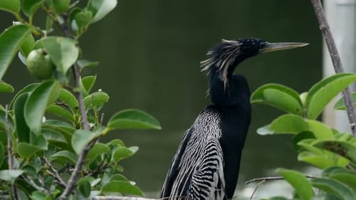 Anhinga Bird Perched in Green Tropical Tree