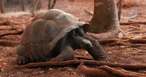 Die große Süßwasserschildkröte bewegt sich sehr langsam im Rahmen