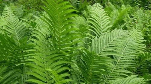 Lush Green Fern Plants in Natural Setting