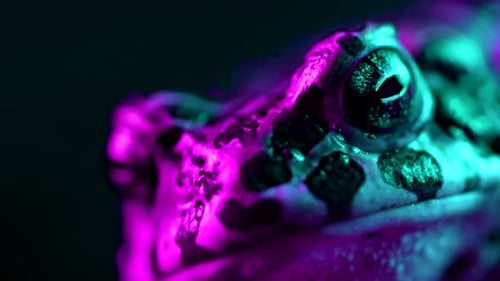 Close Up of a Frog in Purple and Teal Lighting