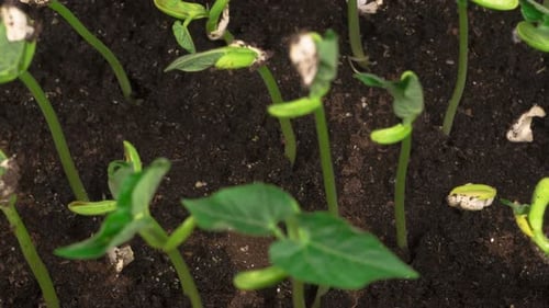 Green Beans Growing on Black Background