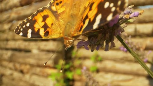 Focused Steady Shot of Orange Butterfly Pollinating Lavender Plant