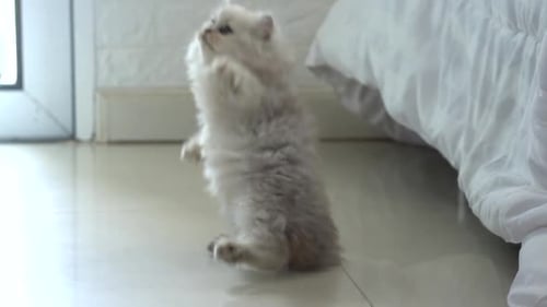 Playful Kitten Batting at Toy in Bright Room