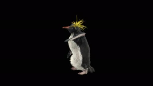 Animated Realistic Macaroni Penguin Walk Cycle