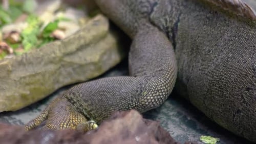Detailansicht des Großen Leguans im Zoo