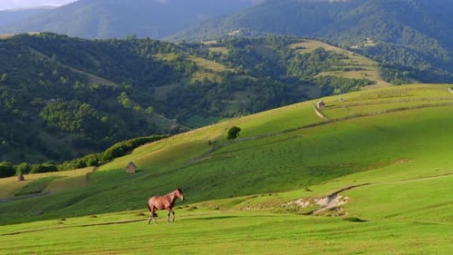 Pferd in den Bergen