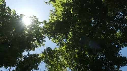 Slow Cinematic Movement Through a Forest in Beautiful Morning Light