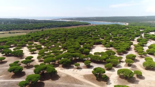 Tree Tops