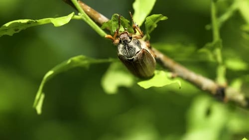 Cockchafer (May-bug) eating young oak leaves - macro shot