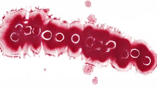 Red Substance Splatters Across White Surface