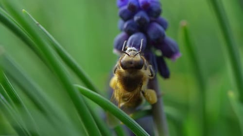 Bee Pollinating Purple Hyacinth Flowers in Spring Garden