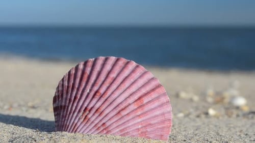 Cockleshells 34