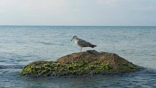 Alone seagull in the sea.