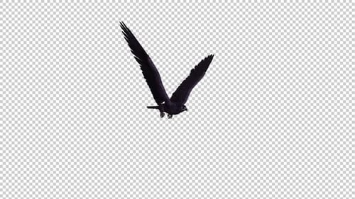 Black Eagle - Flying Loop - Seitenwinkel