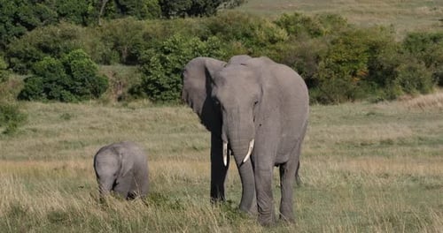 Afrikanischer Elefant, loxodonta africana, Mutter und Kalb, Essender Busch, Masai Mara Park in Kenia