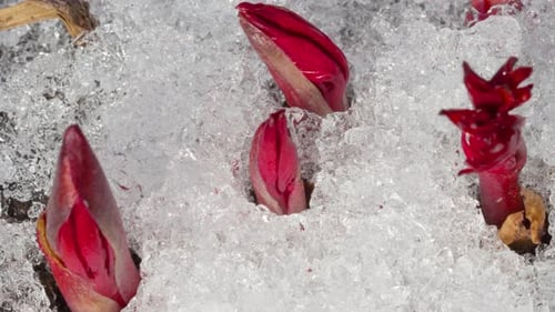 Red Buds Emerging from Snow, Melting Ice