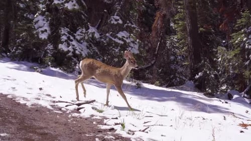 Deer Walking in Snowy Winter Forest