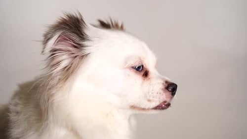 Charming Dog Poses with White Fur and Blue Eye