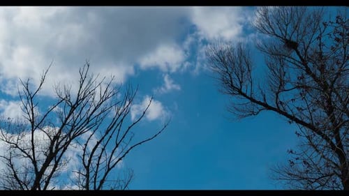 Large Trees Against the Blue Sky.