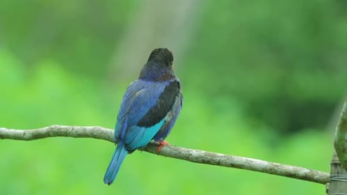 regarde de derrière un bel oiseau martin-pêcheur javan est perché sur une branche d'arbre