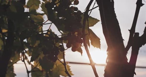 White grapes hangs on a vine illuminated by the sun's rays