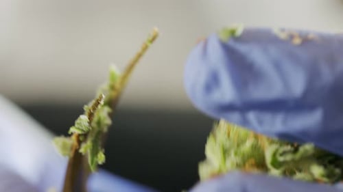 Macro View Trimming Plant with Scissors, Blue Gloves