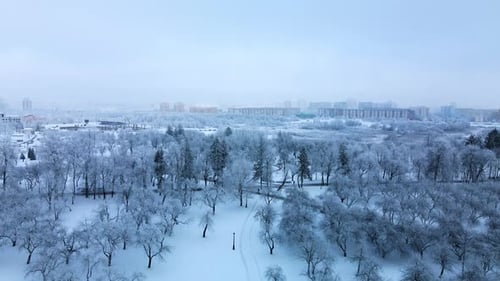 Winter city garden. Trees in the snow. Flying over a snow-covered park. Aerial photography.