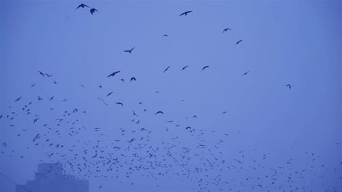 Flock of Birds Swarming in the Sky Above City