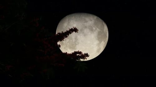 Big Moon Branch Tree in Beautiful 3d Style Nature Weather Blue Sky
