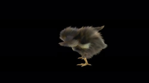 Fluffy Chick Standing and Pecking Transparent Background