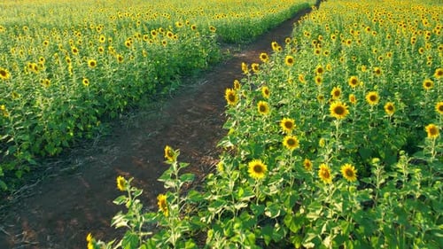 4K Beautiful aerial view of sunflowers, sunflowers blooming in the wind
