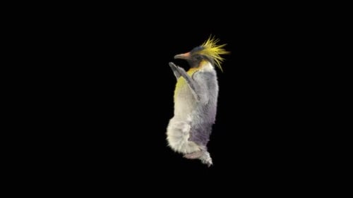 75 Pinguin tanzend HD