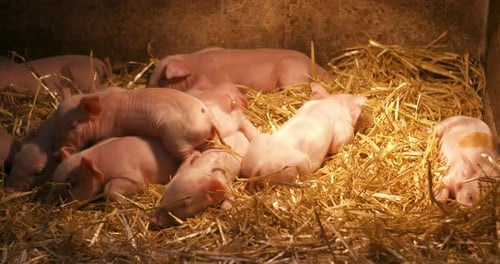 Pigs, Piglets on Livestock Farm