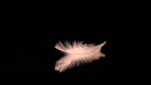 Plumas voladoras