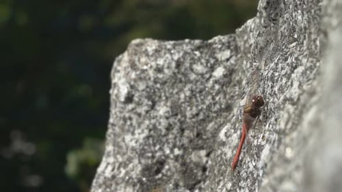 Dragonfly Resting on Rock Takes Flight