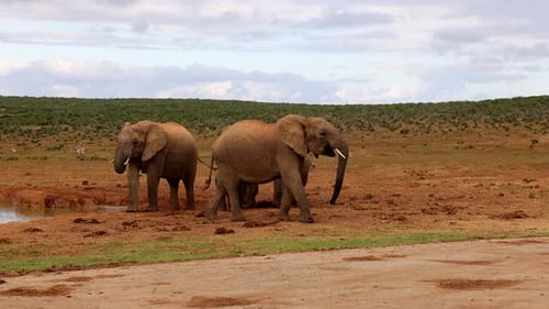 Elephants Drinking From Water Hole and Going on Journey